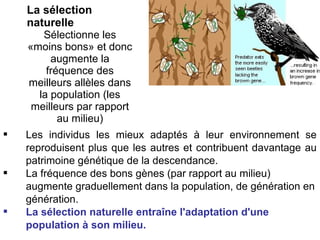 La sélection
naturelle
Sélectionne les
«moins bons» et donc
augmente la
fréquence des
meilleurs allèles dans
la population (les
meilleurs par rapport
au milieu)






Les individus les mieux adaptés à leur environnement se
reproduisent plus que les autres et contribuent davantage au
patrimoine génétique de la descendance.
La fréquence des bons gènes (par rapport au milieu)
augmente graduellement dans la population, de génération en
génération.
La sélection naturelle entraîne l'adaptation d'une
population à son milieu.

 