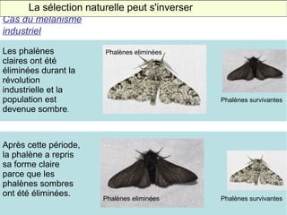 La sélection naturelle peut s'inverser
Cas du mélanisme
industriel
Les phalènes
claires ont été
éliminées durant la
révolution
industrielle et la
population est
devenue sombre.

Après cette période,
la phalène a repris
sa forme claire
parce que les
phalènes sombres
ont été éliminées.

Phalènes eliminées

Phalènes survivantes

Phalènes eliminées

Phalènes survivantes

 