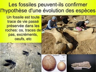Les fossiles peuvent-ils confirmer
l'hypothèse d'une évolution des espèces
Un fossile est toute
trace de vie passé
préservée dans les
roches: os, traces de
pas, excréments,
oeufs, etc

 