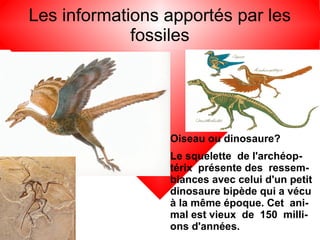 Les informations apportés par les
fossiles

Oiseau ou dinosaure?
Le squelette de l'archéoptérix présente des ressemblances avec celui d'un petit
dinosaure bipède qui a vécu
à la même époque. Cet animal est vieux de 150 millions d'années.

 