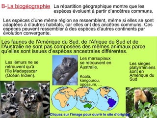 B-La biogéographie La répartition géographique montre que les

espèces évoluent à partir d’ancêtres communs.

Les espèces d’une même région se ressemblent, même si elles se sont
adaptées à d’autres habitats, car elles ont des ancêtres communs. Ces
espèces peuvent ressembler à des espèces d’autres continents par
évolution convergente.

Les faunes de l'Amérique du Sud, de l'Afrique du Sud et de
l'Australie ne sont pas composées des mêmes animaux parce
qu’elles sont issues d’espèces ancestrales différentes.
Les lémurs ne se
retrouvent qu'à
l’île Madagascar
(Océan Indien).

Des lémuriens

Les marsupiaux
se retrouvent en
Australie.
Koala,
kangourou,
opossum, …

Les singes
platyrrhiniens
sont en
Amérique du
Sud

Cliquez sur l’image pour ouvrir le site d’origine.

 