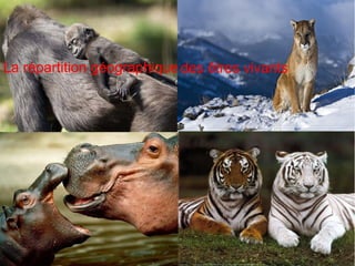 La répartition géographique des êtres vivants

 