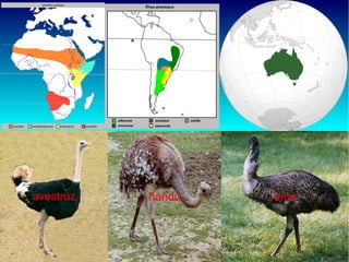 avestruz

ñandú

emú

 