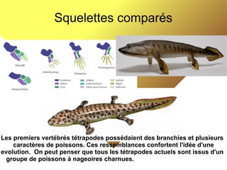 Squelettes comparés

Les premiers vertébrés tétrapodes possédaient des branchies et plusieurs
caractères de poissons. Ces ressemblances confortent l'idée d'une
evolution. On peut penser que tous les tétrapodes actuels sont issus d'un
groupe de poissons à nageoires charnues.

 