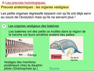 A-Les preuves homologiques
Preuves anatomiques : les organes vestigiaux
Les petits organes régressifs laissent voir qu’ils ont déjà servi
au cours de l’évolution mais qu’ils ne servent plus !
1

Les organes vestigiaux des baleines
Les baleines ont des petits os inutiles dans la région de
la hanche car leurs ancêtres avaient des pattes.

Fémur
Vestiges des membres
postérieurs chez le dauphin
pilote (Globicephala sp.)

Fémur

Source

Os de la
hanche

 