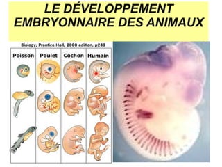 LE DÉVELOPPEMENT
EMBRYONNAIRE DES ANIMAUX

 