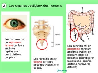 2

Les organes vestigiaux des humains

Les humains ont
un repli semilunaire car leurs
ancêtres
reptiliens ont
une troisième
paupière.

Les humains ont un
coccyx car leurs
ancêtres avaient une
queue.

(Source)

Les humains ont un
appendice car leurs
ancêtres avaient un
caecum empli de
bactéries pour digérer
la cellulose (comme
certains herbivores
actuels).

 