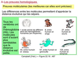 A-Les preuves homologiques
Preuves moléculaires (les meilleures car elles sont précises)
Les différences entre les molécules permettent d’apprécier la
distance évolutive qui les sépare.

Tous les
vertébrés ont
de
l’hémoglobine
(Hb). Les
molécules
sont d’autant
plus
semblables
que la
distance
évolutive est
petite.

1 acide aminé de différent
dans les hémoglobines
humaines (en moyenne)

45, entre humain
et oiseau

8, entre
humain et
singe

67, entre humain et
grenouille

Campbell (3eéd.) — Figure 22.16 : 487

27, entre
humain et
souris

125, entre
humain et
lamproie

 