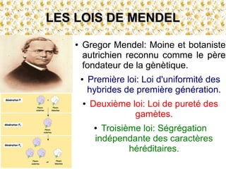LES LOIS DE MENDEL
●

Gregor Mendel: Moine et botaniste
autrichien reconnu comme le père
fondateur de la gènètique.
●

●

Première loi: Loi d'uniformité des
hybrides de première génération.
Deuxième loi: Loi de pureté des
gamètes.
Troisième loi: Ségrégation
indépendante des caractères
héréditaires.

●

 