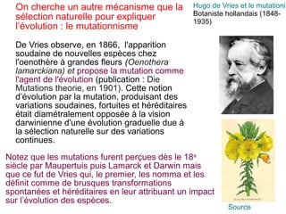 On cherche un autre mécanisme que la
sélection naturelle pour expliquer
l’évolution : le mutationnisme

Hugo de Vries et le mutationis
Botaniste hollandais (18481935)

De Vries observe, en 1866, l'apparition
soudaine de nouvelles espèces chez
l'oenothère à grandes fleurs (Oenothera
lamarckiana) et propose la mutation comme
l'agent de l'évolution (publication : Die
Mutations theorie, en 1901). Cette notion
d’évolution par la mutation, produisant des
variations soudaines, fortuites et héréditaires
était diamétralement opposée à la vision
darwinienne d'une évolution graduelle due à
la sélection naturelle sur des variations
continues.
Notez que les mutations furent perçues dès le 18e
siècle par Maupertuis puis Lamarck et Darwin mais
que ce fut de Vries qui, le premier, les nomma et les
définit comme de brusques transformations
spontanées et héréditaires en leur attribuant un impact
sur l’évolution des espèces.

Source

 