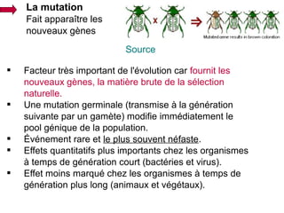 La mutation
Fait apparaître les
nouveaux gènes
Source








Facteur très important de l'évolution car fournit les
nouveaux gènes, la matière brute de la sélection
naturelle.
Une mutation germinale (transmise à la génération
suivante par un gamète) modifie immédiatement le
pool génique de la population.
Événement rare et le plus souvent néfaste.
Effets quantitatifs plus importants chez les organismes
à temps de génération court (bactéries et virus).
Effet moins marqué chez les organismes à temps de
génération plus long (animaux et végétaux).

 
