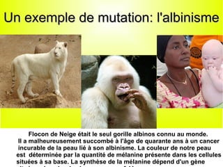 Un exemple de mutation: l'albinisme

Flocon de Neige était le seul gorille albinos connu au monde.
Il a malheureusement succombé à l'âge de quarante ans à un cancer
incurable de la peau lié à son albinisme. La couleur de notre peau
est déterminée par la quantité de mélanine présente dans les cellules
situées à sa base. La synthèse de la mélanine dépend d'un gène

 