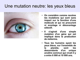 Une mutation neutre: les yeux bleus
●

●

●

On considère comme neutres
les mutations qui sont sans
impact sur la fonction d'une
molécule et qui ne procurent
ni avantage ni désavantage
sélectif.
Il s'agirait d'une simple
mutation d'un gène qui est
impliqué dans la production
de mélanine.
Tous les humains ayant les
yeux bleus, sur l'ensemble de
la
planète,
sont
les
descendants d'un unique
ancêtre commun qui vivait il y
a entre 6 000 et 10 000 ans.

 