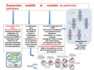 Expression,
génétique

L’expression d’un
gène
est une protéine. Le
message génétique
(séquence de
nucléotides) est
transcrit (en ARNm +
maturation) puis
traduit en un
message peptidique
(séquence aa) grâce
au code génétique

stabilité

Le réplication
semi
conservative
de l’ADN en
phase S
d’interphase
permet le
maintien(stabili
té) du génome
d’une cellule à
l’autre (lors de
la mitose)

et

variation du patrimoine

Lors de la réplication de
l’ADN
des erreurs (mutations)
se produisent (rare).
Mutations
spontanées ou action
d’agents
mutagènes. Mais il existe
des mécanismes
de réparation de l’ADN.
Les mutations sont donc
source d’une variabilité (nouvel
allèle) favorable ou non et
donc de biodiversité au sein
des espèces

Apparition (ou
non)
d’un nouveau
phénotype
viable ou non…

 