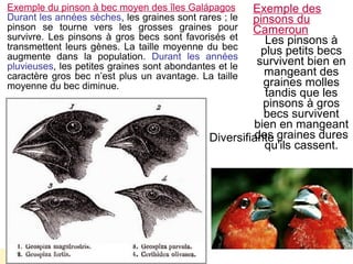 Exemple du pinson à bec moyen des îles Galápagos
Durant les années sèches, les graines sont rares ; le
pinson se tourne vers les grosses graines pour
survivre. Les pinsons à gros becs sont favorisés et
transmettent leurs gènes. La taille moyenne du bec
augmente dans la population. Durant les années
pluvieuses, les petites graines sont abondantes et le
caractère gros bec n’est plus un avantage. La taille
moyenne du bec diminue.

Directionnelle

Exemple des
pinsons du
Cameroun
Les pinsons à
plus petits becs
survivent bien en
mangeant des
graines molles
tandis que les
pinsons à gros
becs survivent
bien en mangeant
des
Diversifiante graines dures
qu'ils cassent.

 