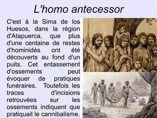 L'homo antecessor
C'est à la Sima de los
Huesos, dans la région
d'Atapuerca, que plus
d'une centaine de restes
d'hominidés
ont
été
découverts au fond d'un
puits. Cet entassement
d'ossements
peut
évoquer de pratiques
funéraires. Toutefois les
traces
d'incisions
retrouvées
sur
les
ossements indiquent que
pratiquait le cannibalisme.

 
