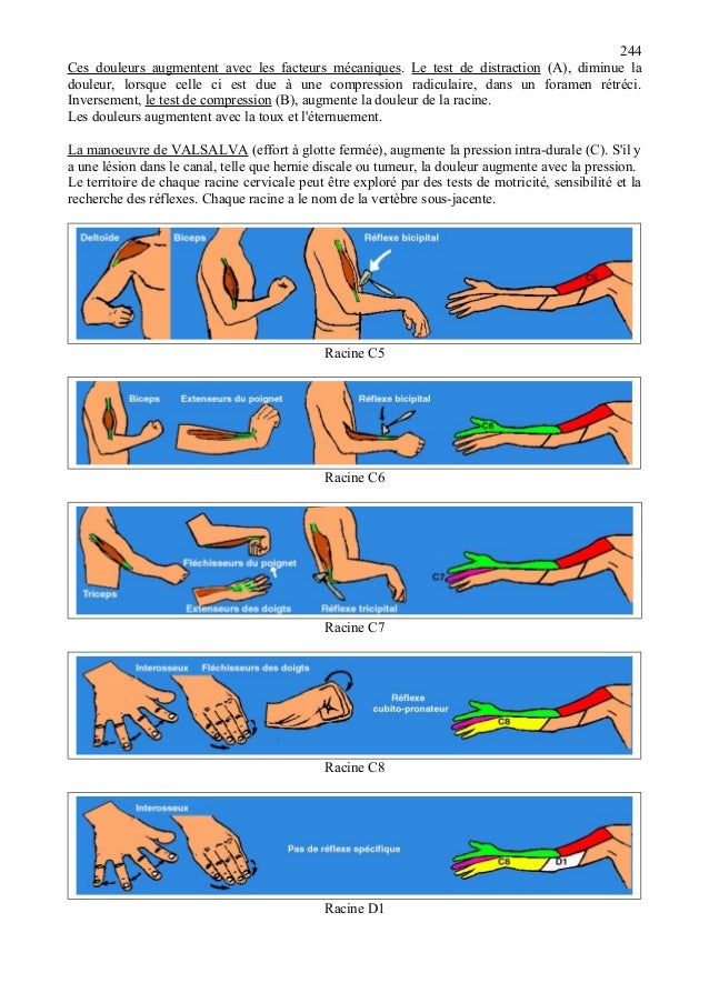 Chapitre 3 rachis