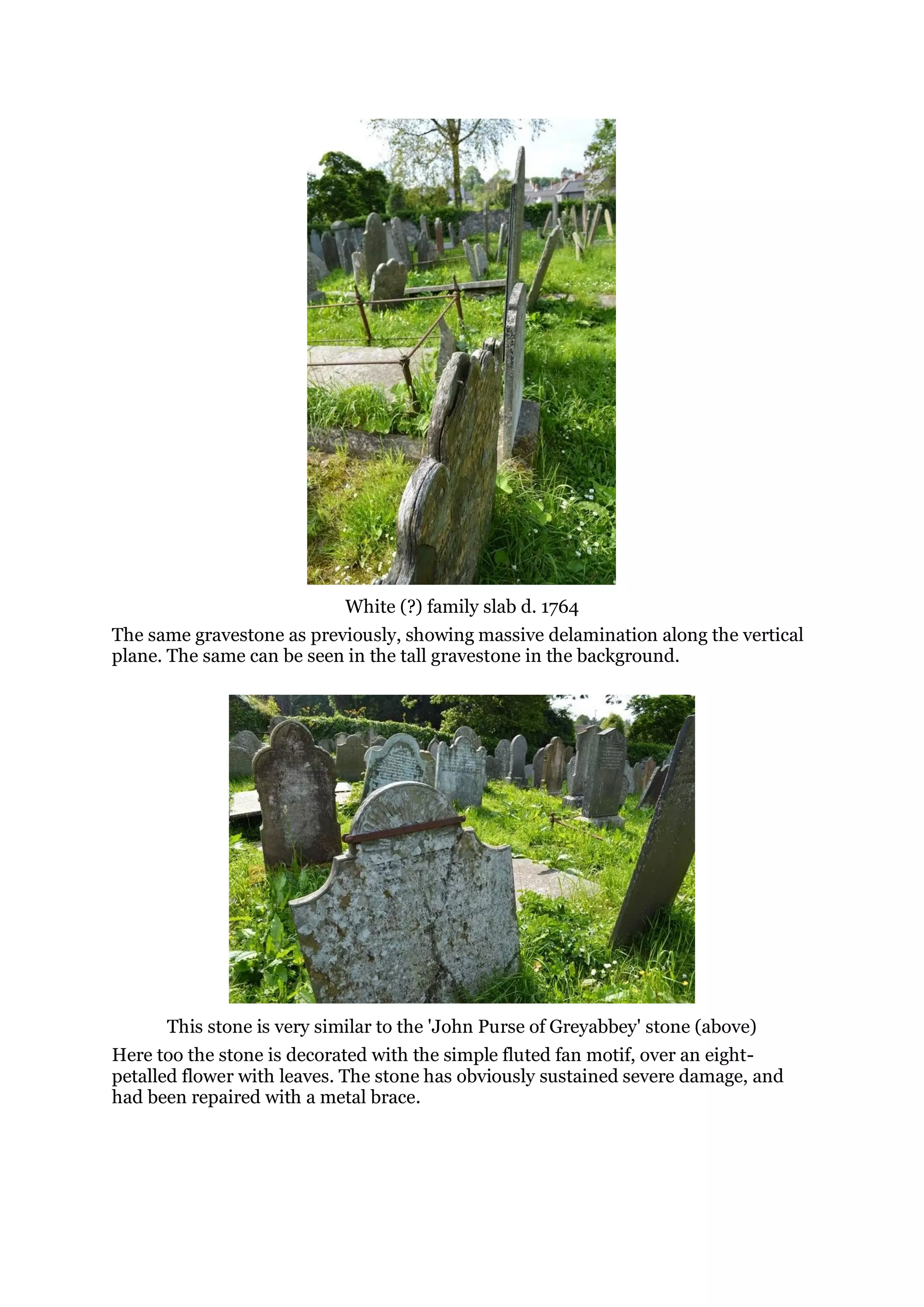 White (?) family slab d. 1764
The same gravestone as previously, showing massive delamination along the vertical
plane. The same can be seen in the tall gravestone in the background.
This stone is very similar to the 'John Purse of Greyabbey' stone (above)
Here too the stone is decorated with the simple fluted fan motif, over an eight-
petalled flower with leaves. The stone has obviously sustained severe damage, and
had been repaired with a metal brace.
 
