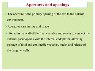chapt. 6 Foraminifera - Copy.pptx
