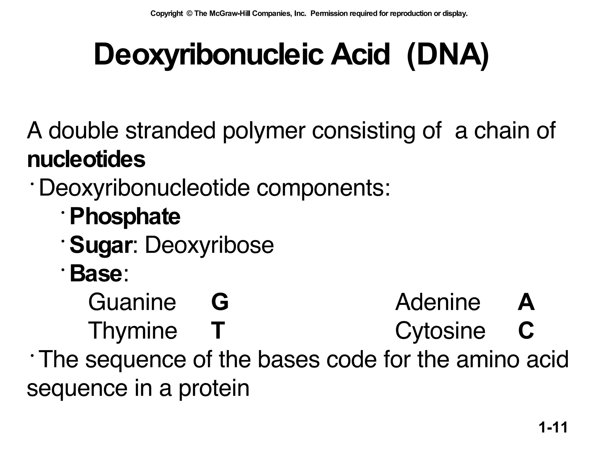 Deoxyribonucleic Acid  (DNA) A double stranded polymer consisting of  a chain of  nucleotides  Deoxyribonucleotide components: Phosphate Sugar : Deoxyribose Base : Guanine  G Adenine  A Thymine  T Cytosine  C The sequence of the bases code for the amino acid sequence in a protein 