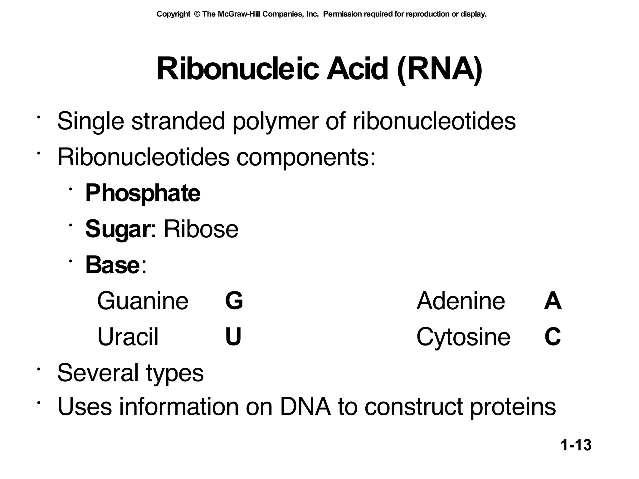 Ribonucleic Acid (RNA) Single stranded polymer of ribonucleotides  Ribonucleotides components: Phosphate Sugar : Ribose Base : Guanine  G Adenine  A Uracil U Cytosine  C Several types  Uses information on DNA to construct proteins   