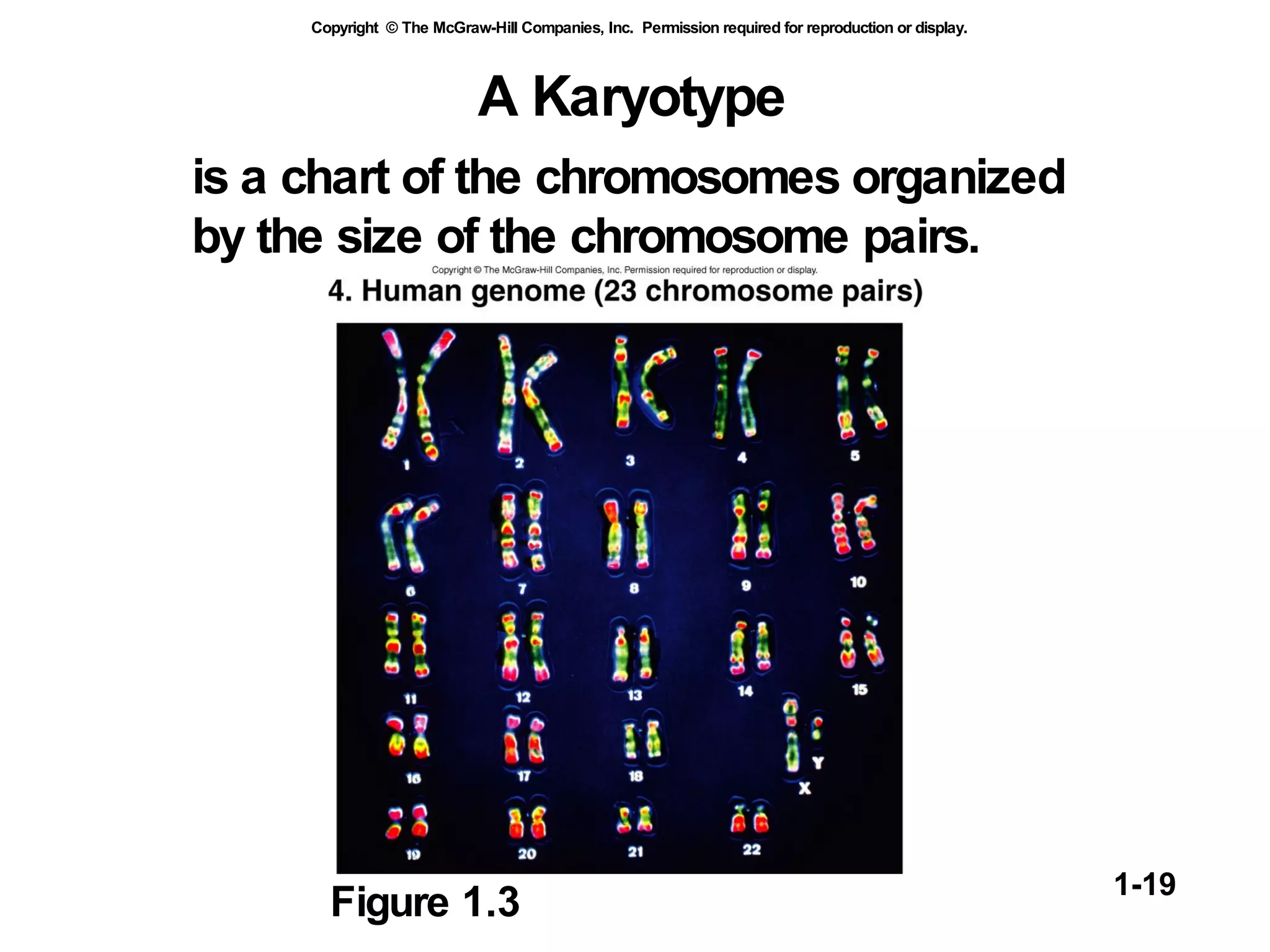 A Karyotype   is a chart of the chromosomes organized  by the size of the chromosome pairs. Figure 1.3 