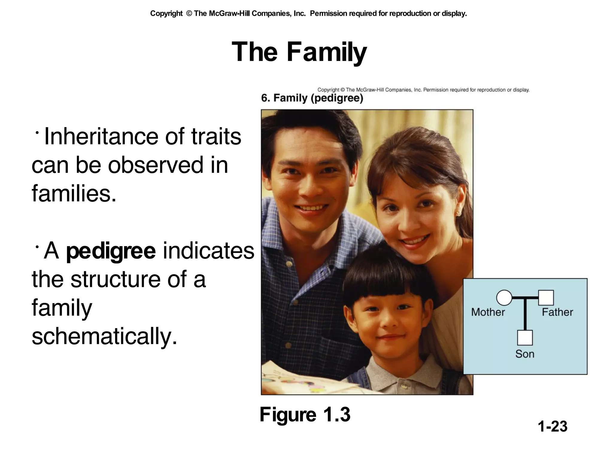 The Family Inheritance of traits can be observed in families. A  pedigree  indicates the structure of a family  schematically.   Figure 1.3 
