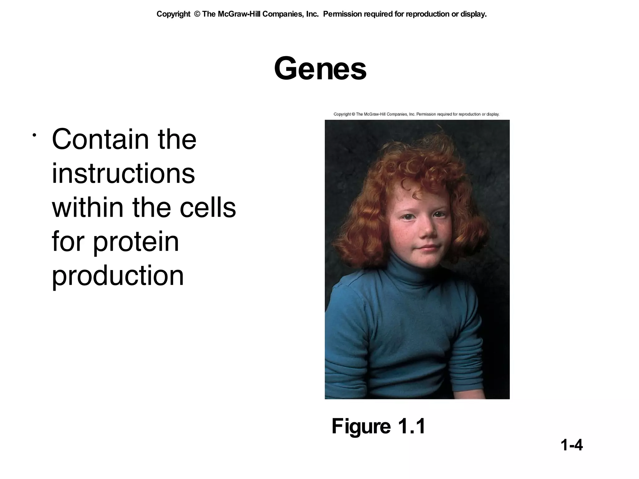 Genes Contain the instructions within the cells for protein production Figure 1.1 