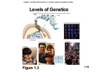 Levels of Genetics Figure 1.3 