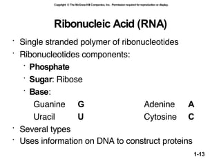 Ribonucleic Acid (RNA) Single stranded polymer of ribonucleotides  Ribonucleotides components: Phosphate Sugar : Ribose Base : Guanine  G Adenine  A Uracil U Cytosine  C Several types  Uses information on DNA to construct proteins   