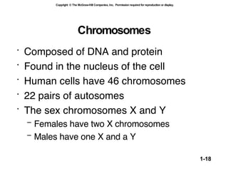 Chromosomes Composed of DNA and protein Found in the nucleus of the cell Human cells have 46 chromosomes 22 pairs of autosomes The sex chromosomes X and Y Females have two X chromosomes Males have one X and a Y   