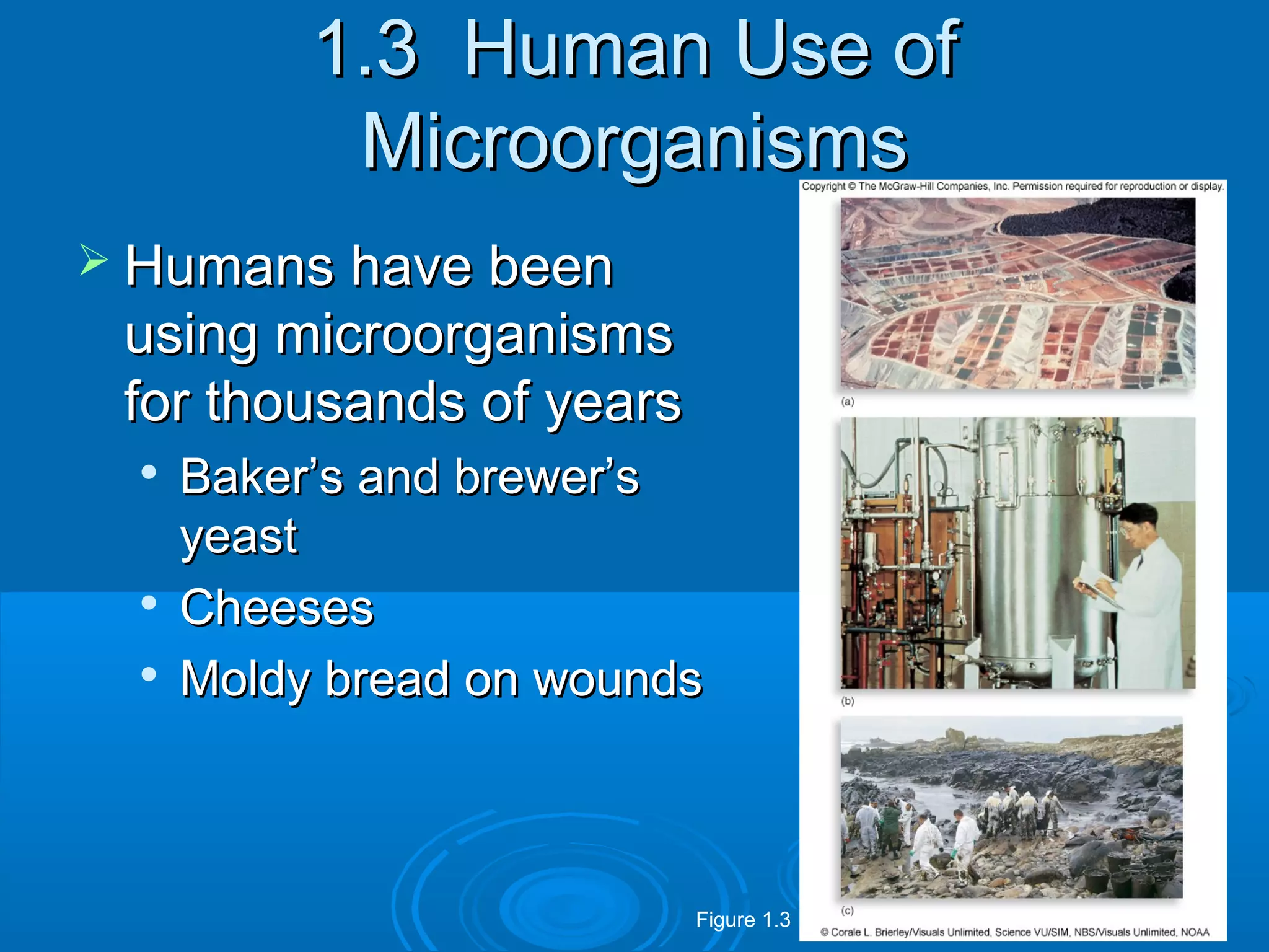 1.3 Human Use of
Microorganisms
 Humans have been

using microorganisms
for thousands of years





Baker’s and brewer’s
yeast
Cheeses
Moldy bread on wounds

Figure 1.3

 