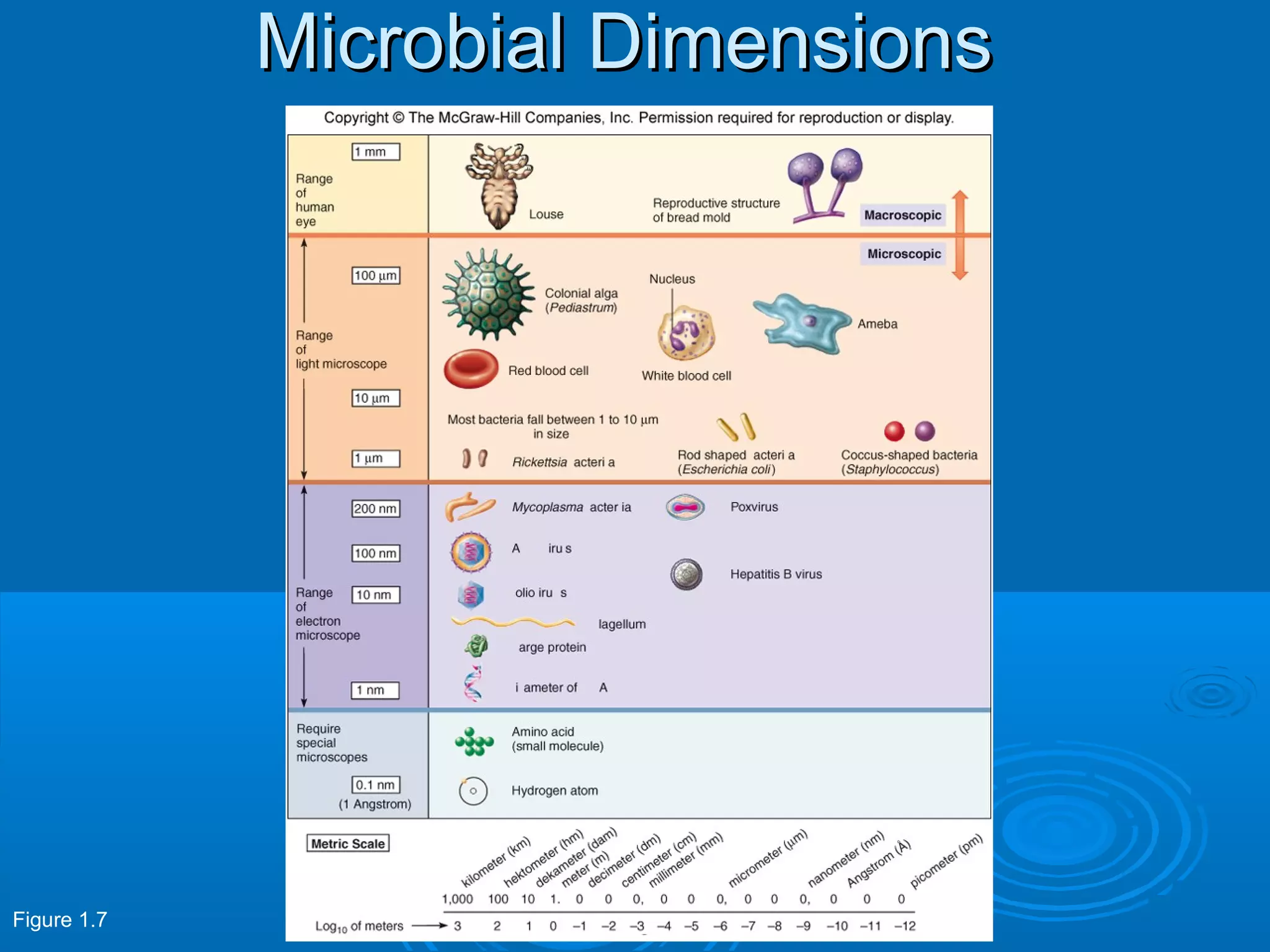 Microbial Dimensions

Figure 1.7

 