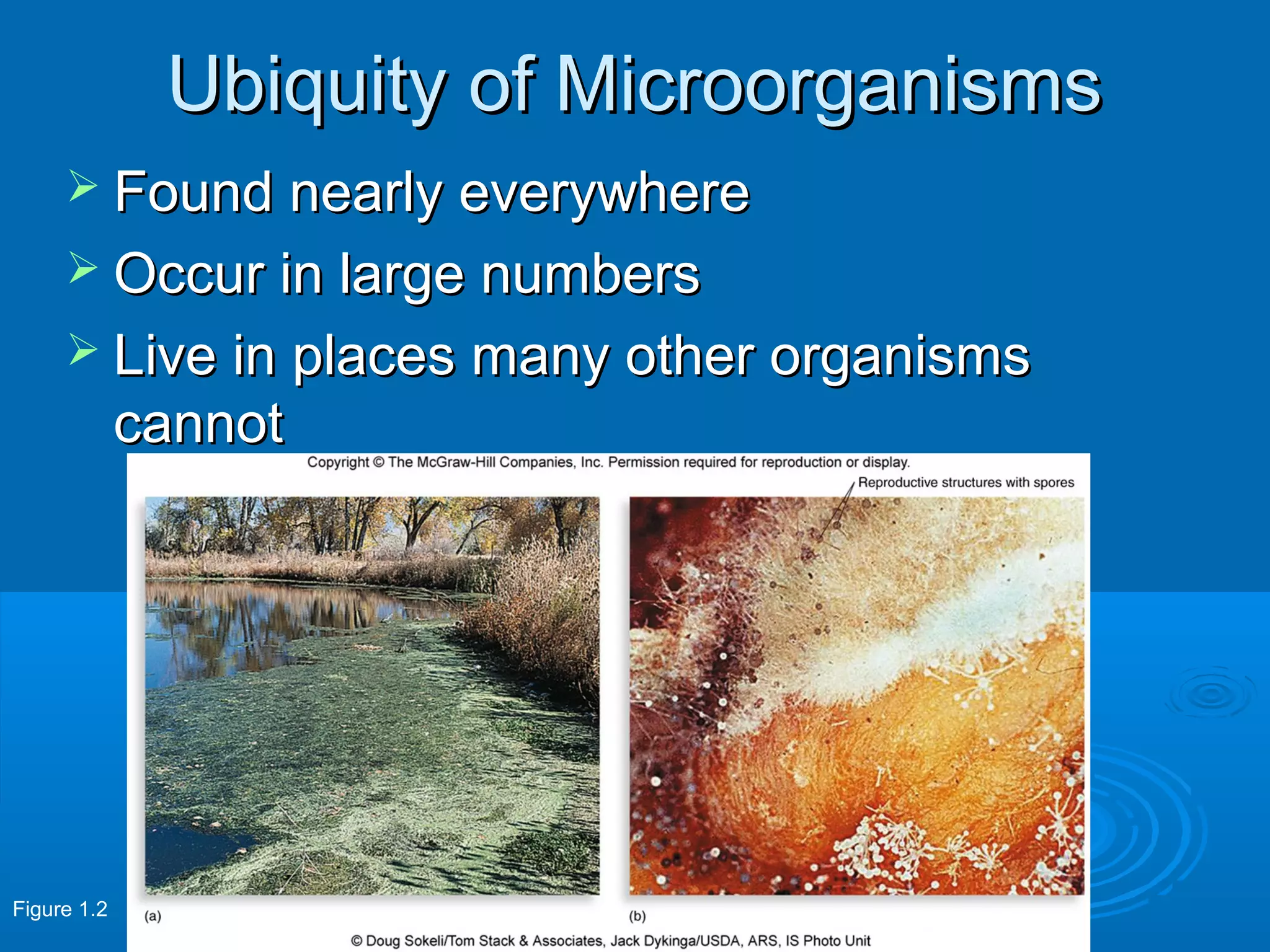 Ubiquity of Microorganisms
 Found nearly everywhere
 Occur in large numbers
 Live in places many other organisms

cannot

Figure 1.2

 