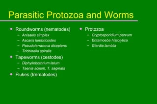 Parasitic Protozoa and Worms Roundworms (nematodes) Anisakis simplex Ascaris lumbricoides  Pseudoterranova dicepiens Trichinella spiralis   Tapeworms (cestodes) Diphyllobothrium latum Taenia solium ,  T. saginata Flukes (trematodes) Protozoa Cryptosporidium parvum Entamoeba histolytica  Giardia lamblia  