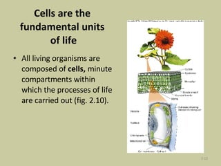 Cells are the  fundamental units  of life All living organisms are composed of  cells,  minute compartments   within which the processes of life are carried out (fig. 2.10). 2- 