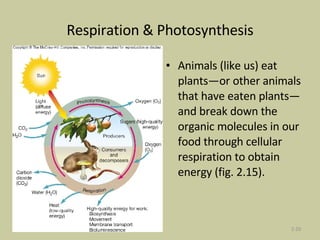 Respiration & Photosynthesis Animals (like us) eat plants—or other animals that have eaten plants—and break down the organic molecules in our food through cellular respiration to obtain energy (fig. 2.15).  2- 