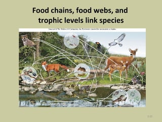 Food chains, food webs, and  trophic levels link species 2- 
