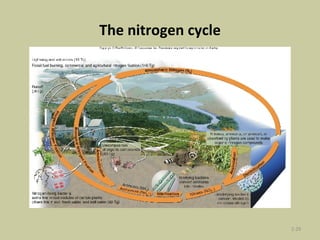 The nitrogen cycle 2- 