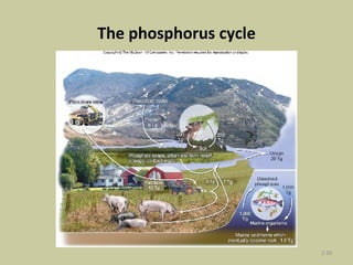 The phosphorus cycle 2- 