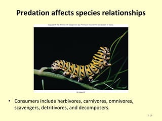 Predation affects species relationships Consumers include herbivores, carnivores, omnivores, scavengers, detritivores, and decomposers.  3- 