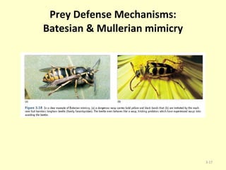 Prey Defense Mechanisms: Batesian & Mullerian mimicry 3- 