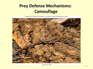 Prey Defense Mechanisms:  Camouflage  3- 