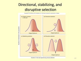 Directional, stabilizing, and  disruptive selection 3- 