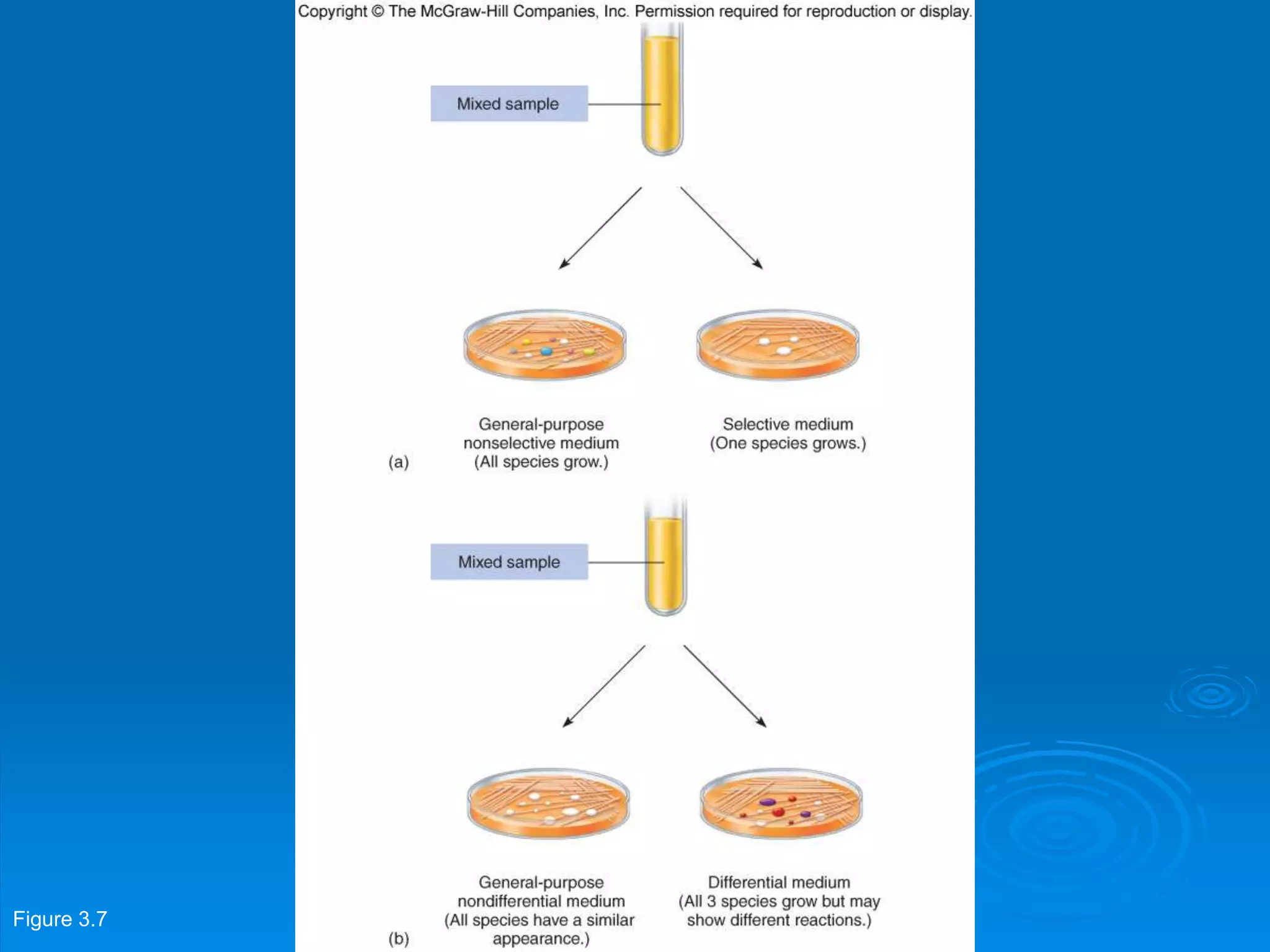 Figure 3.7
 