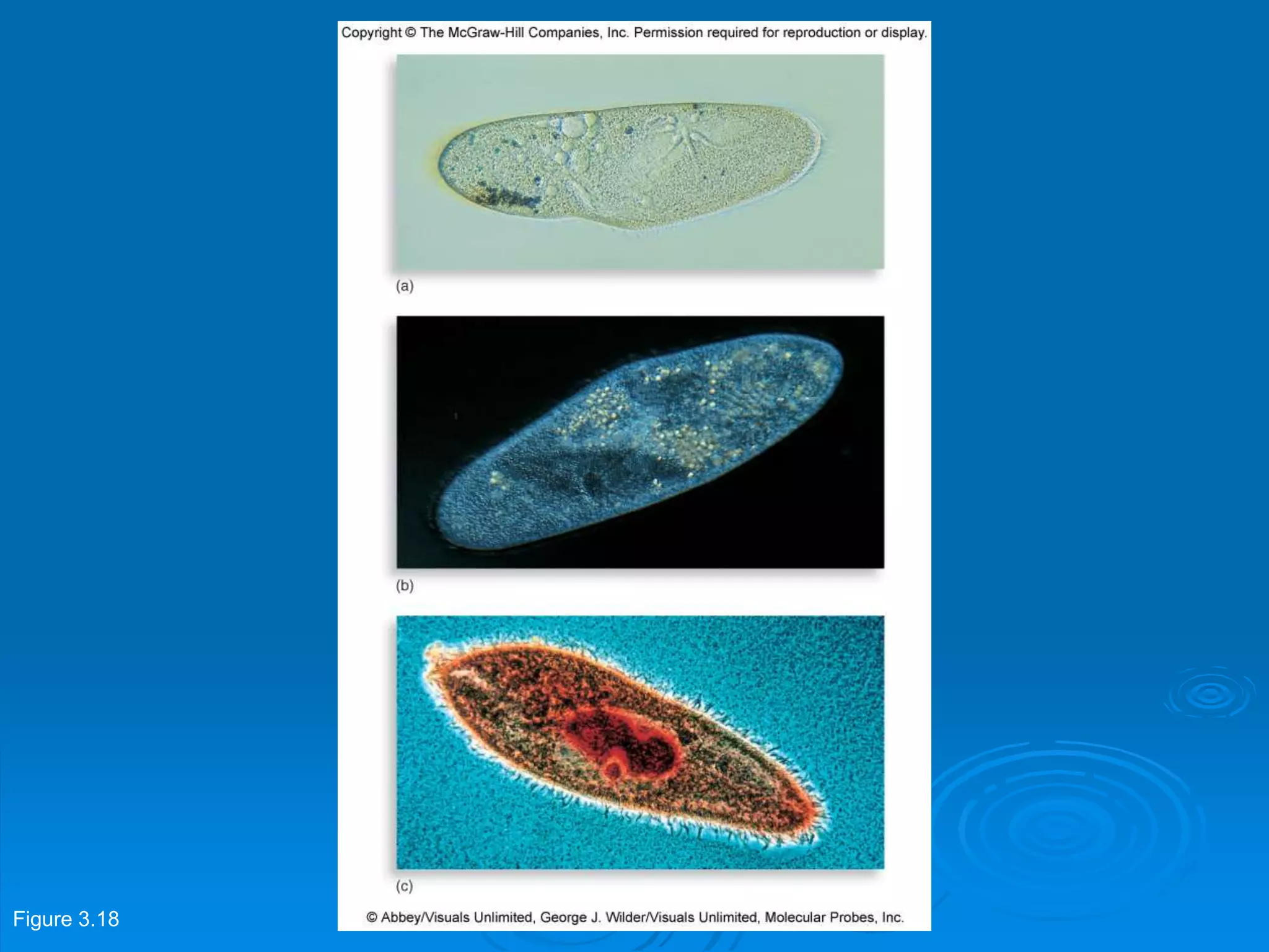 Figure 3.18
 