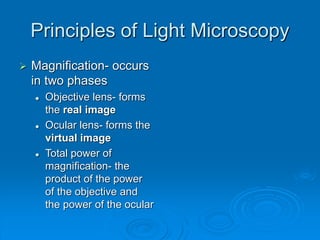 Principles of Light Microscopy
 Magnification- occurs
in two phases
 Objective lens- forms
the real image
 Ocular lens- forms the
virtual image
 Total power of
magnification- the
product of the power
of the objective and
the power of the ocular
 