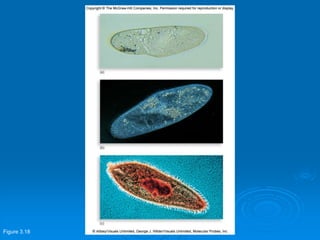Figure 3.18
 