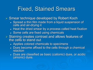 Fixed, Stained Smears
 Smear technique developed by Robert Koch
 Spread a thin film made from a liquid suspension of
cells and air-drying it
 Heat the dried smear by a process called heat fixation
 Some cells are fixed using chemicals
 Staining creates contrast and allows features of
the cells to stand out
 Applies colored chemicals to specimens
 Dyes become affixed to the cells through a chemical
reaction
 Dyes are classified as basic (cationic) dyes, or acidic
(anionic) dyes.
 