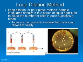 Loop Dilation Method
 Loop dilation, or pour plate, method- sample
inoculated serially in to a series of liquid agar tues
to dilute the number of cells in each successive
tubes
 Tubes are then poured in to sterile Petri dishes and
allowed to solidify
Figure 3.3 c,d
 